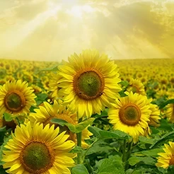 آشنایی با انواع سموم کشاورزی و نحوه استفاده صحیح از آن‌ها