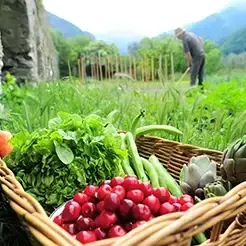 روش‌های اصولی مبارزه با آفات و بیماری‌های باغات میوه